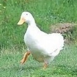 :philosophy_duck2: